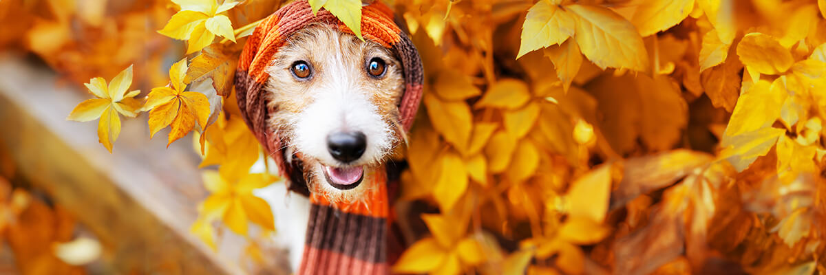 autumn spanish season