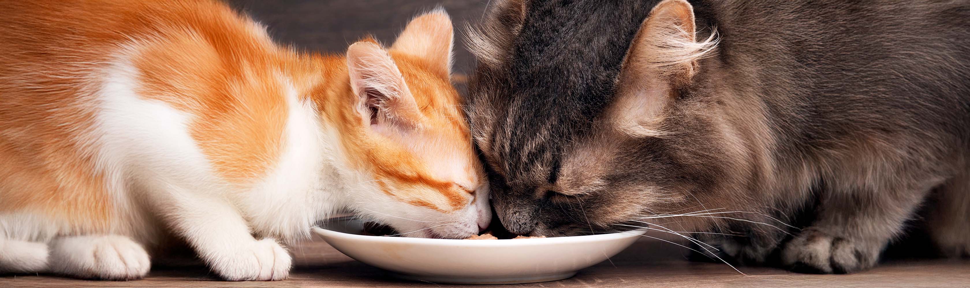 Diminutivos: qué son y cómo usarlos